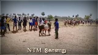 நாட்டார்மங்களம் அய்யனார் கோவில் காளையின் ஆட்டம்