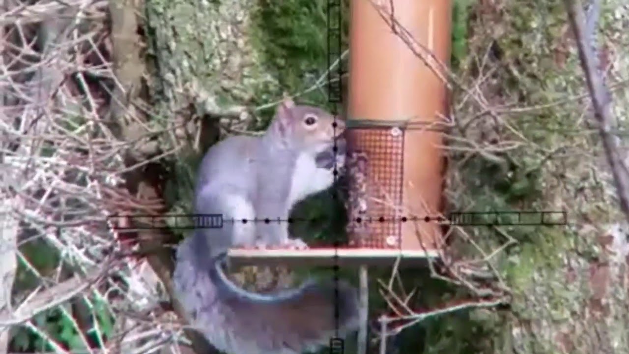 Squirrels Youtube