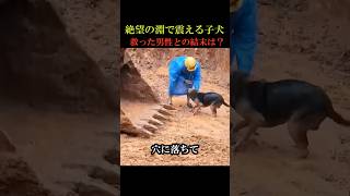 絶望の淵で震える子犬と出会った男性との結末は？#動物 #感動