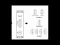 accu tell® calprotectin semi quantitative cassette english