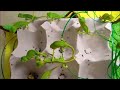 エボシカメレオンの赤ちゃん 食べる baby veiled chameleon eating