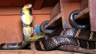 king Cobra का ऐसा रेस्क्यू पहली बार देखने को मिला, किचेन से कैसे किया गया रेस्क्यू? 😱 King Cobra 🐍👀