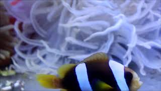 人工混種馬達加斯加小丑Madagascar anemonefish（Captive-Bred , Hybrid） use1K