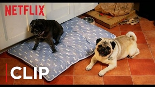 Lady Dynamite | Pugs Not Drugs | Netflix
