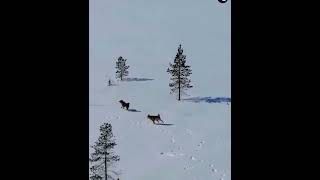 Lupta dintre un Urs și o haită de Lupi-a bear fights a pack of Wolves