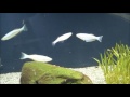 【綺麗】美しい熱帯魚水槽②（ランプリクティス タンガニカヌス）tropical fish aquarium