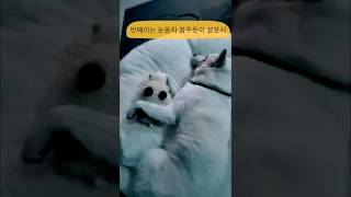 인형 안고자는 백구 두유 #jindo #강아지일상 #꽁깐나 두유