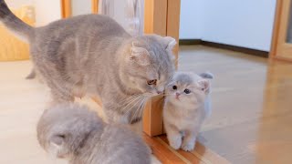 A kitten that wants attention will meow loudly and call its mother.