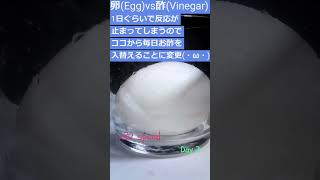 【実験失敗】生卵の殻をお酢で溶かす！ / Egg vs Vinegar #shorts #スケルトン卵