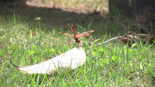 昆虫 1 (赤トンボ)　Insect 1 (Red dragonfly)