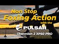 Non Stop UK Foxing Action with the Pulsar Thermion 2 XP50 PRO on Warm Evenings