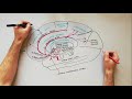 anterior cerebral artery anatomy tutorial