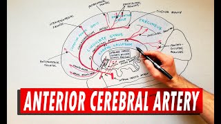 Anterior Cerebral Artery | Anatomy Tutorial