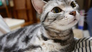 ブラッシングの誘いを頑なに拒否する猫