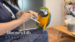 ルリコンゴウインコの爪のお手入れ　How to trim my blue and gold macaw’s nails