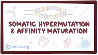 Somatic hypermutation and affinity maturation