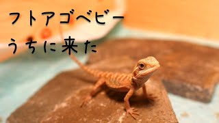 フトアゴヒゲトカゲのベビーをお迎えしました！👶✨~飼育設備もご紹介~