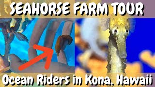 Seahorse Farm Tour: Visiting Ocean Riders in Kona, Hawaii 2021