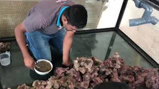 8000 Liter Reef Aquarium   Part 2