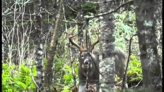 Fourteen Point Record Book Nova Scotia Deer