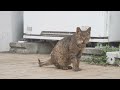 【梅雨入り前】野良猫たちの安否確認