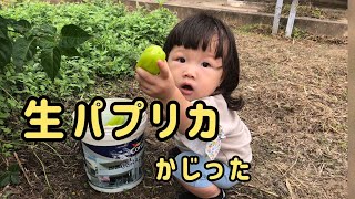 生パプリカを生で食べる？【ボリビア生まれの日本人1歳児】