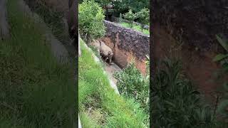 【八木山動物園】ママの後を着いていくユキちゃんの動画を見つけました❣️