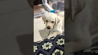 பட்டு வந்து கூட்டிட்டு போங்க #labrador #petcomedy #comedyfilms #tamilpets #comedymovies #pets