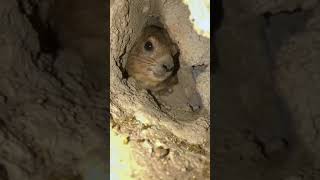 Rock Hyrax Awawa #Hyrax #Meme #Animals #Funny