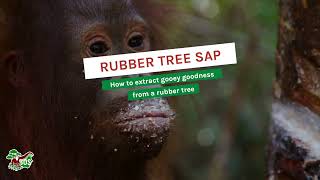 RUBBER TREE SAP!