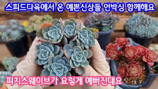 24.12.11 🌹오랜만에 만나는 피치스웨이브, 자구 풍성한 레볼루션, 최저가 휴밀리스군생🌹 스피드다육에서 온 예쁜신상들 언박싱 함께해요 🌹 스피드다육 010-5248-5955