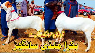 Bakra Eid 2025 || Bakra Mandi sanghar || Latest Update Today 20/02/2025