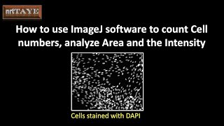 How to use ImageJ software to count Cell numbers, analyze Area and the Intensity