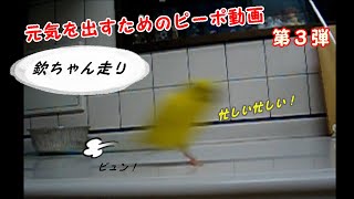 みんなで元気を出すためのピーポ動画（第３弾・４月１０日）「欽ちゃん走り」