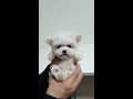 the cutest bichon in the world mini bichon babies videos teacup puppies kimskennelus