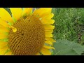 Sunflower Blowing in the Summer Breeze - Ambient Music