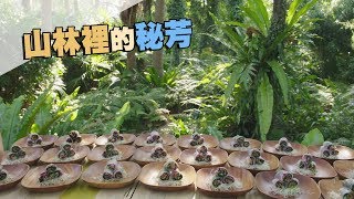 【台灣香料】山林裡的秘芳｜台灣原生植物入餐桌 (我們的島第991集 2019-02-11)