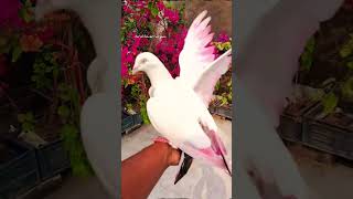 Kabuteron ke viral video🕊🕊 #kabutar #pigeons #shorts #kabootar #shortvideo #birds @birdloverarpan