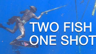 hunting fish or harvesting fish?