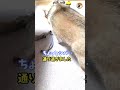 【柴犬】新しい歯磨きガムでシバ犬を呼ぶ　アフレコ　 shorts