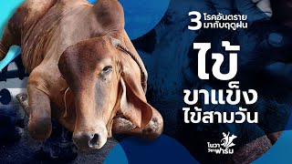 3 โรคอันตรายที่มากับฤดูฝน : โรคไข้ขาแข็ง ( bovine ephermaral fever)