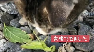 おなかの大きなカマキリさんと友達になった実家猫のふくくん