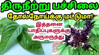 திருநீற்று பச்சிலை பயன்கள்| thiruneetru pachilai uses in tamil| திருநீற்று பச்சை| காய்ச்சல் சளி தீர