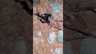 장수풍뎅이를 뜯어먹는 갈색여치 カブトムシを食べるキリギリス A Katydid eating a Rhinoceros Beetle