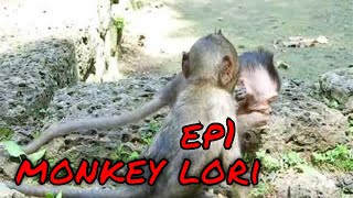 morning routine pet monkey  hanging with max | baby monkey lori | ep1|