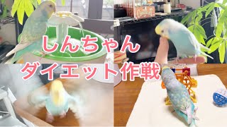 2020.09.04セキセイインコしんちゃんダイエット作戦