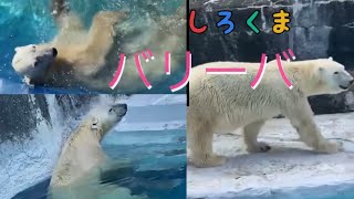 暑い日でも歩いて泳いで歩いて元気な❤️国内最高齢のホッキョクグマ【バリーバ】とべ動物園