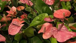 Anthurium andreanum