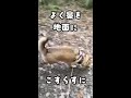 猟犬の本能なのかな shorts