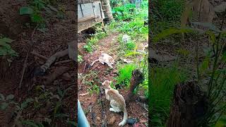 ലക്ഷങ്ങൾ വിലയുള്ള പൂച്ച 😱 #catlike #catfunny #funny #kitty #catvideos #catlover #funnycatvideos